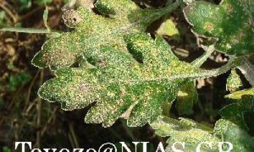 链激酶  副作用网—知名的链激酶多少钱一支网站,分享链激酶英文缩写知识